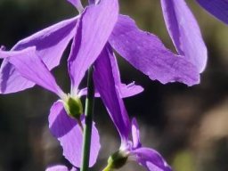 Heliophila juncea flowers blue to blue purple